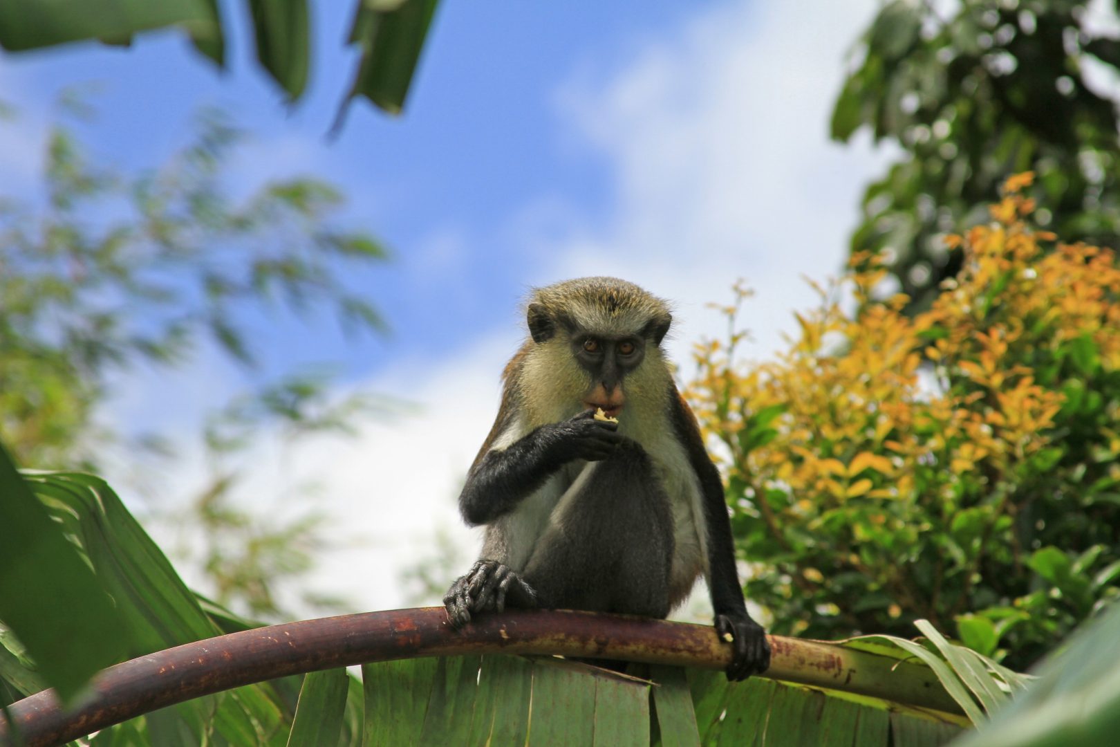 A Journey from Spice Island to the ABC Islands