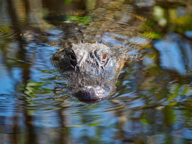 Everglades Airboat Adventure (ending at Miami International Airport MIA)